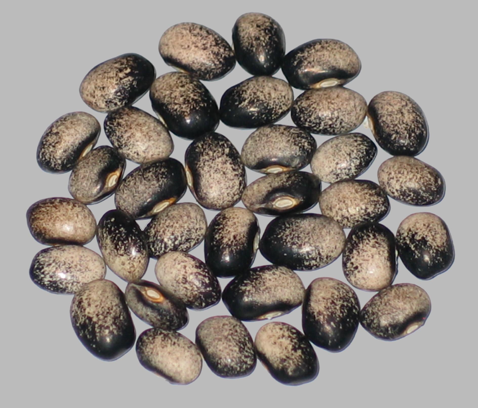 image of Black Turkey beans