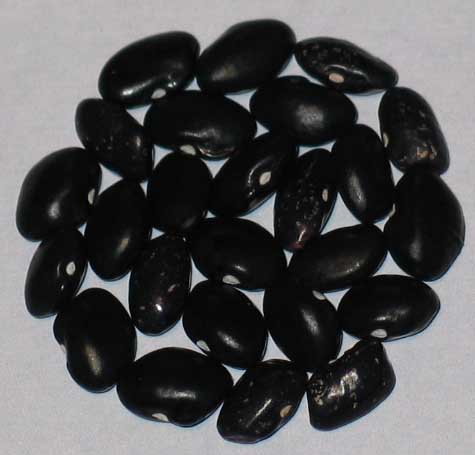 image of Blue Shaxamaxon beans