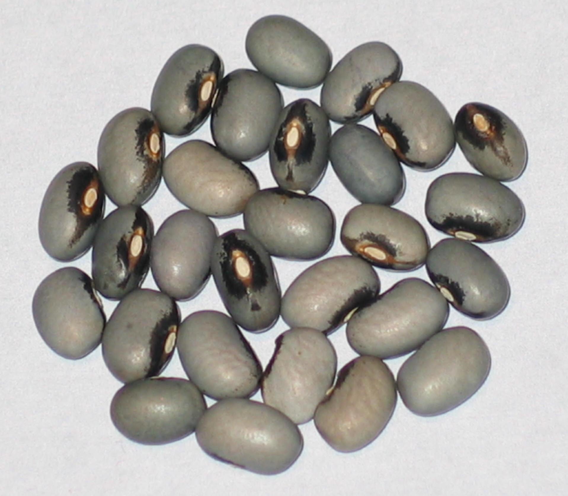 image of Blue Spitball beans