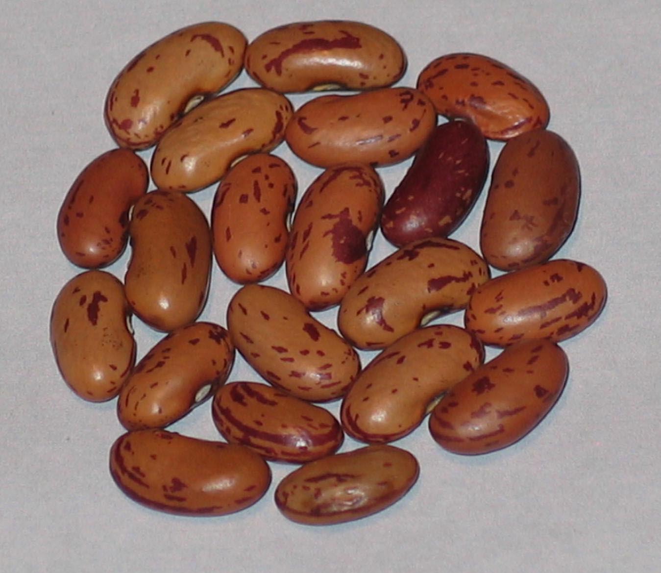 image of Borlotto Di Seluggia beans