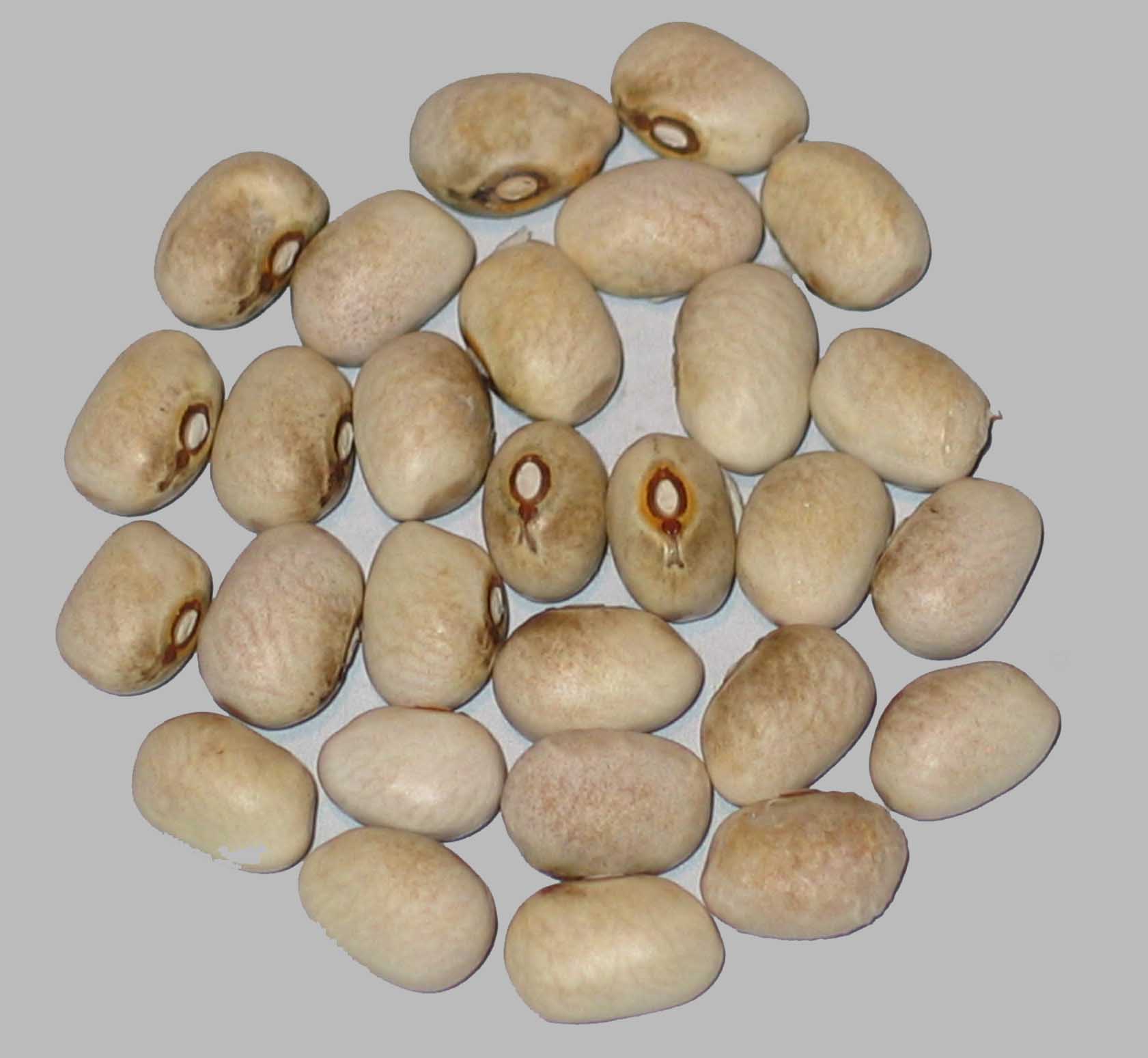 image of Brooten beans