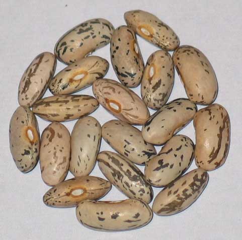 image of Cascade Giant beans