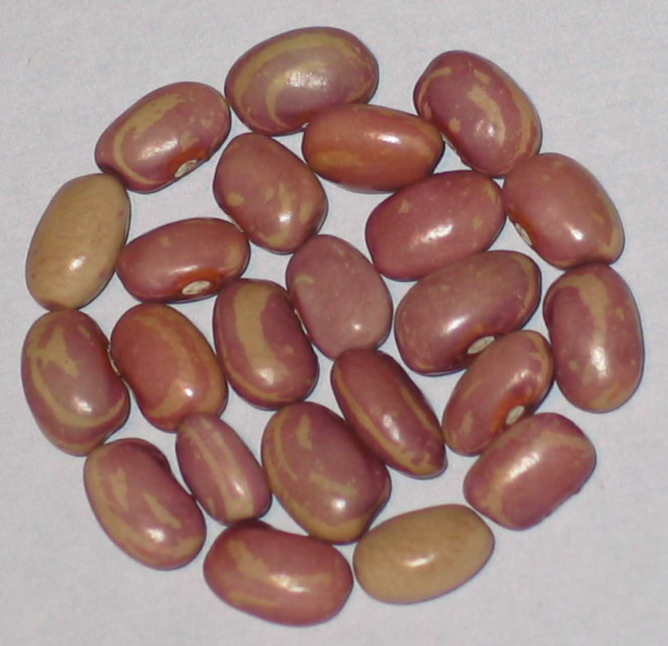 image of Flor De Junio beans