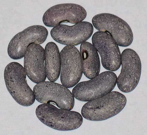 image of Giant Nilgiri beans