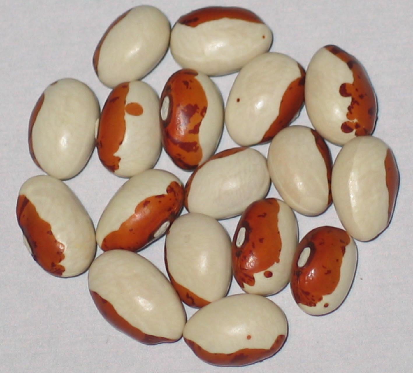 image of Hidatsa Shield Figure beans