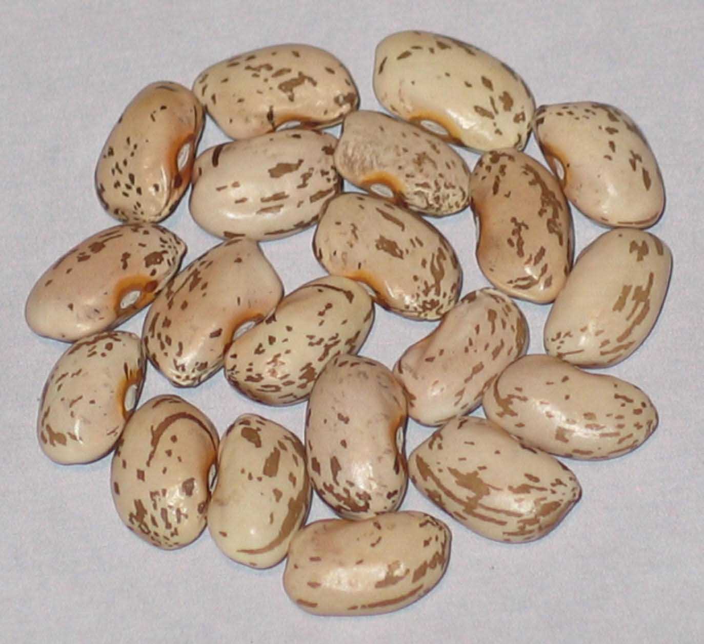 image of Koronis Giant Pinto beans