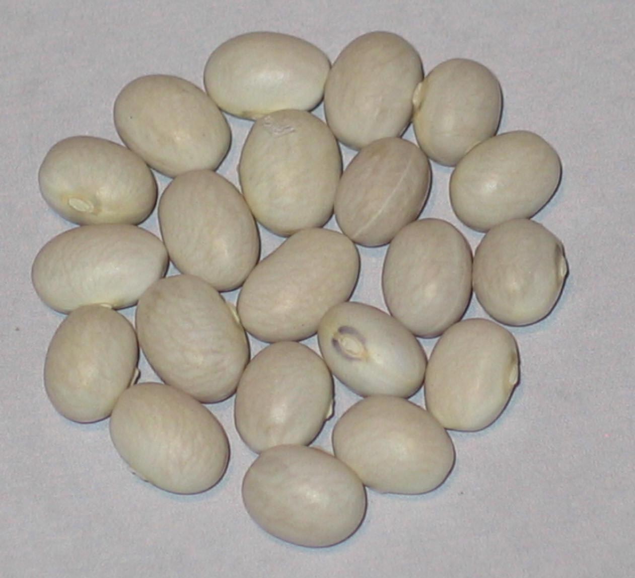 image of Koronis White Oaks beans