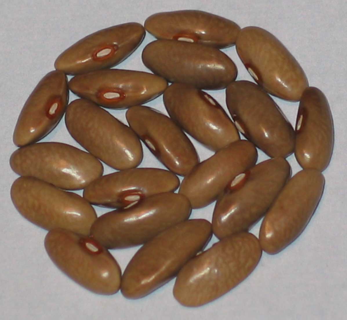 image of Mr. Tung beans