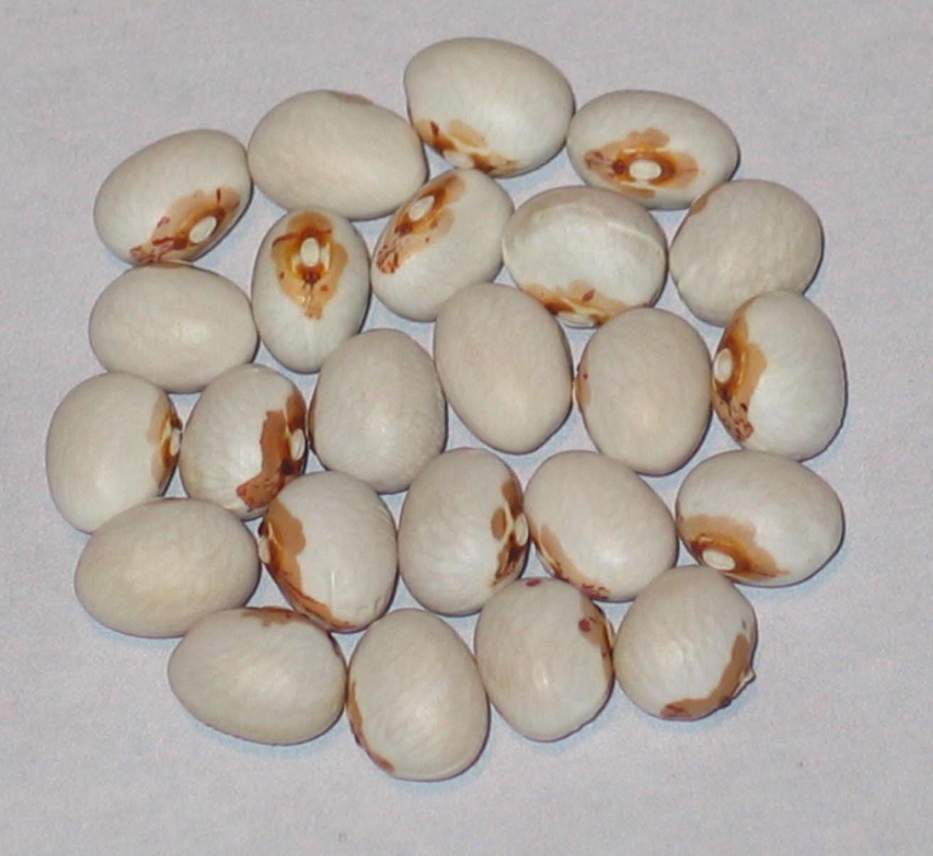 image of North Town Brown Eye beans