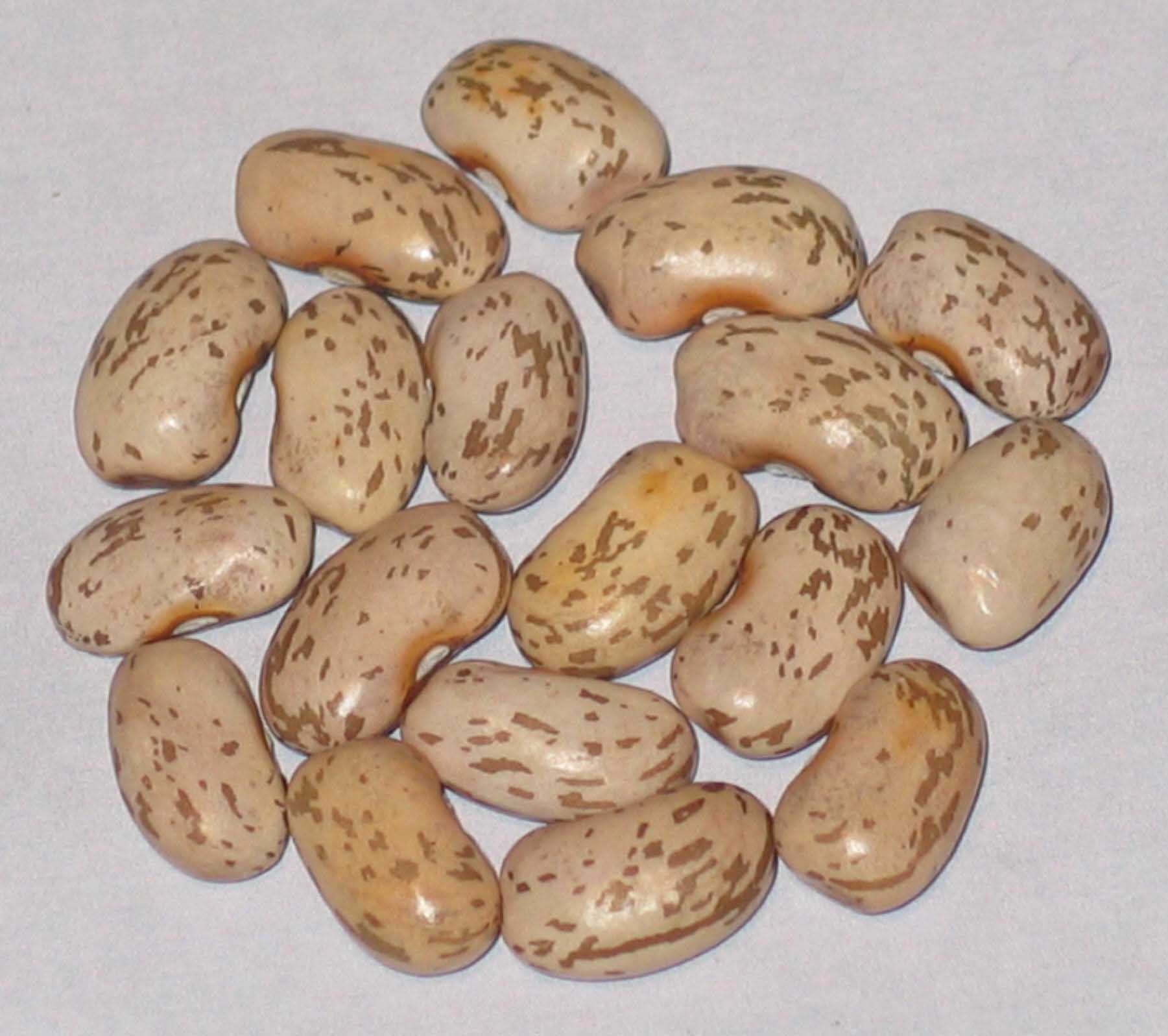 image of Oak Tree Pinto beans