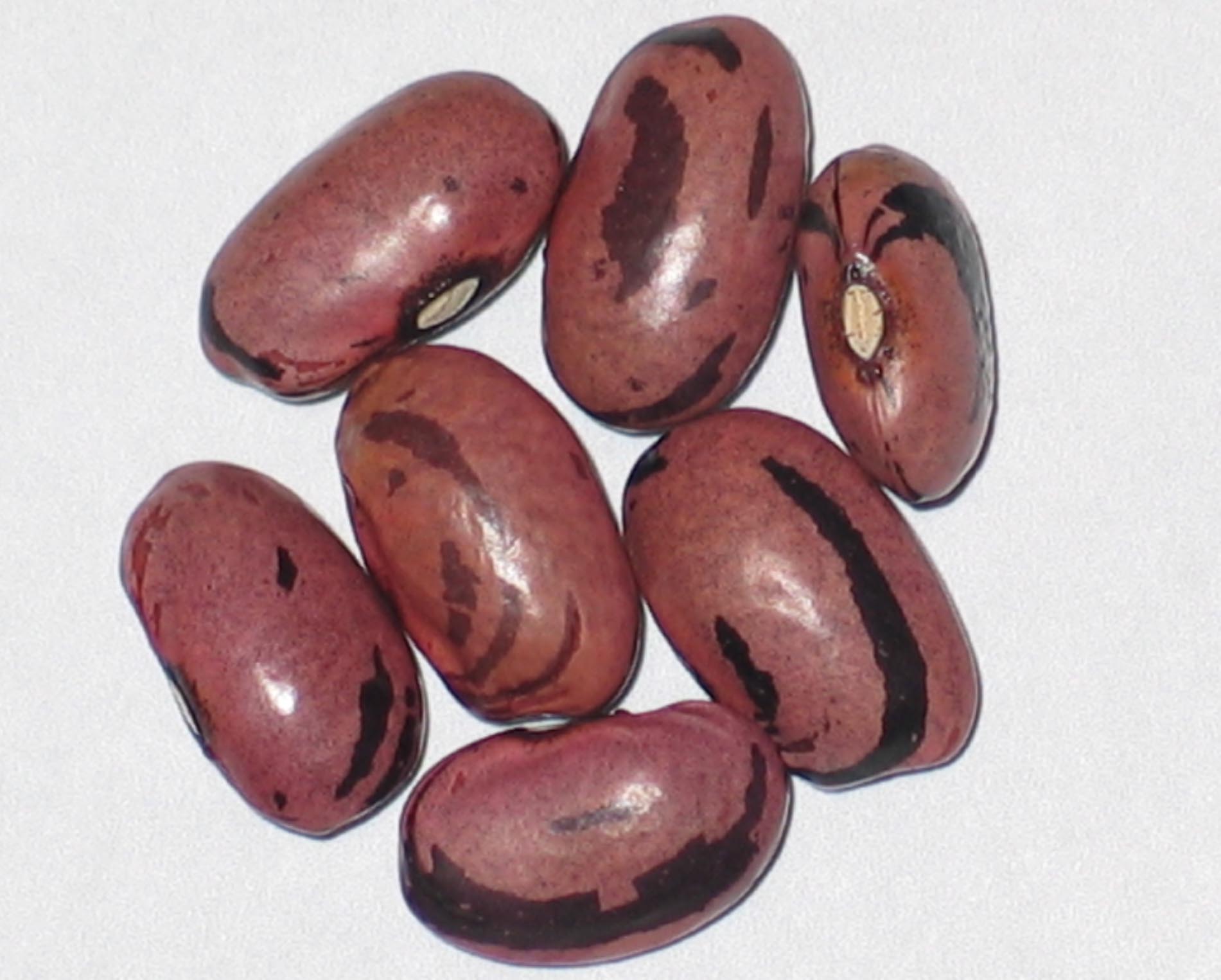 image of Rio Zape beans