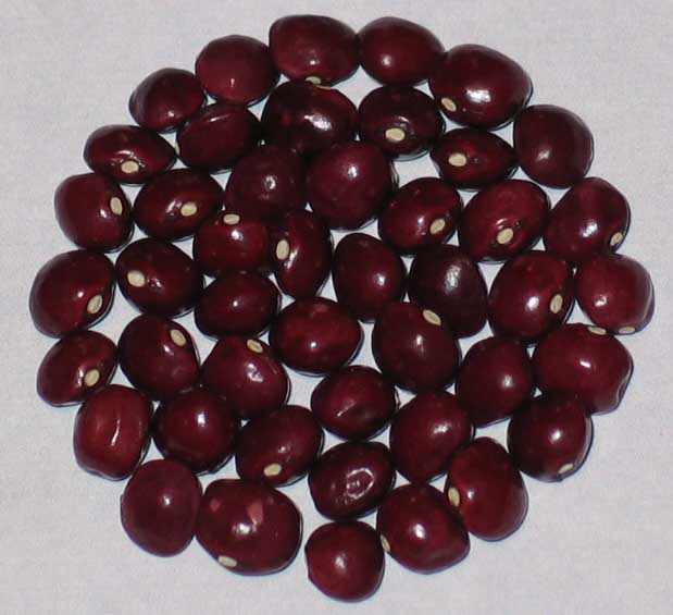 image of Rotekugelbohne beans