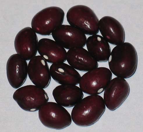 image of True Red Cranberry beans