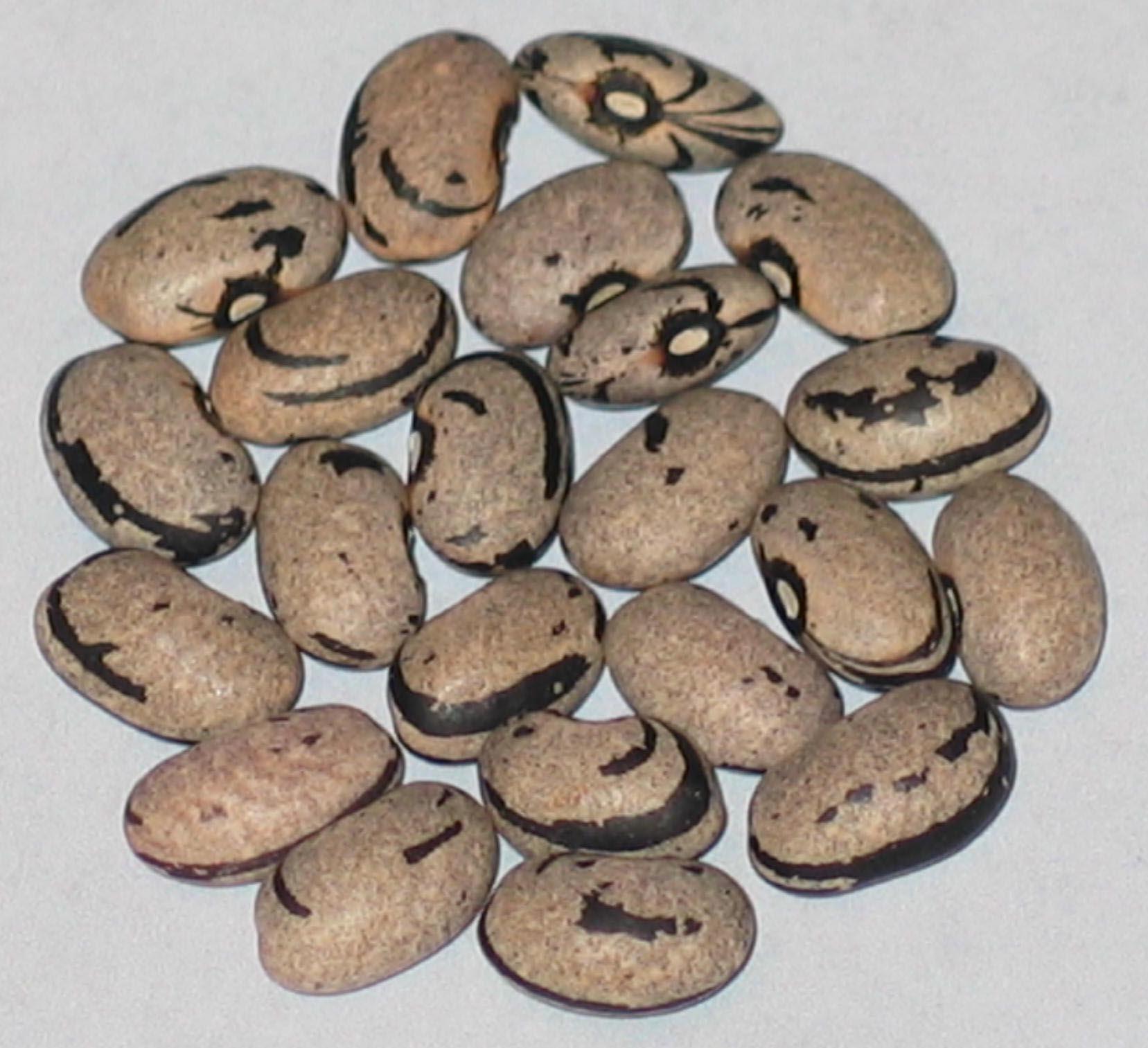 image of Zebra Aus Teneriffa beans