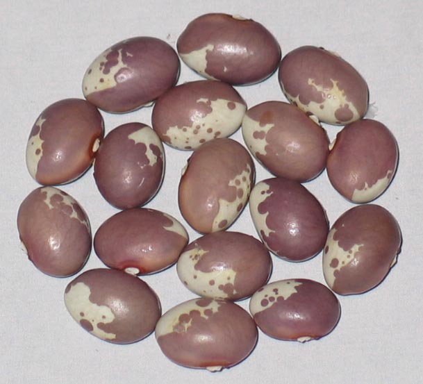 image of Botomi Georgia 4 beans