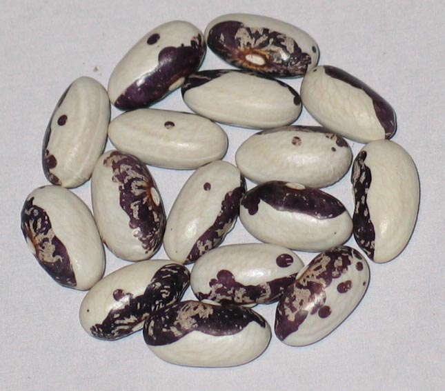 image of Karachaganck beans