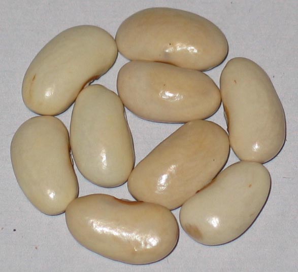 image of Lengua De Lobo beans