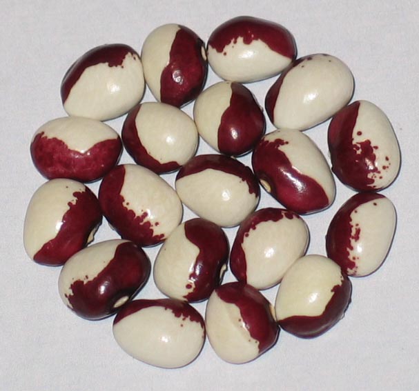 image of Noridgewock beans